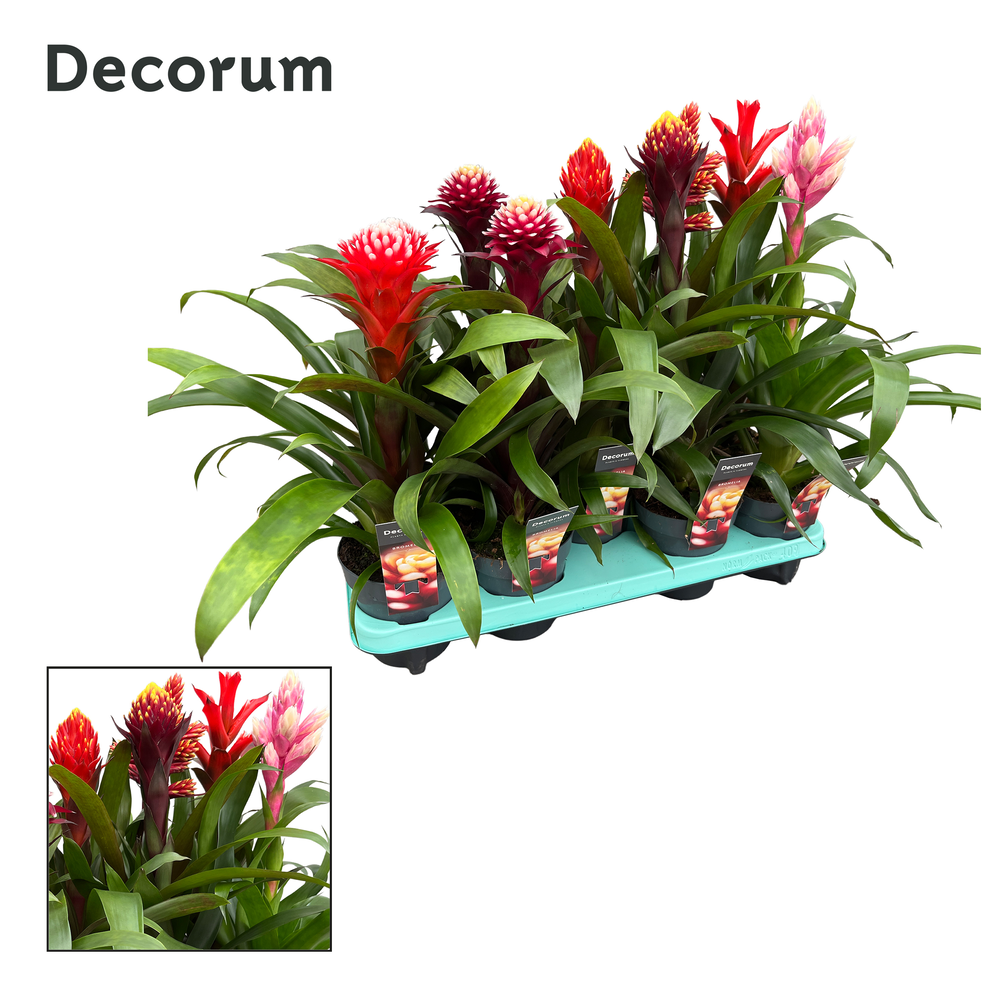 Guzmania Bolmix Exclusive (Decorum).