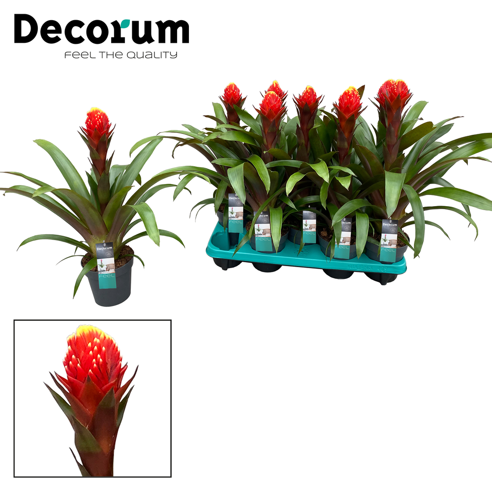 Guzmania Punta (Decorum).