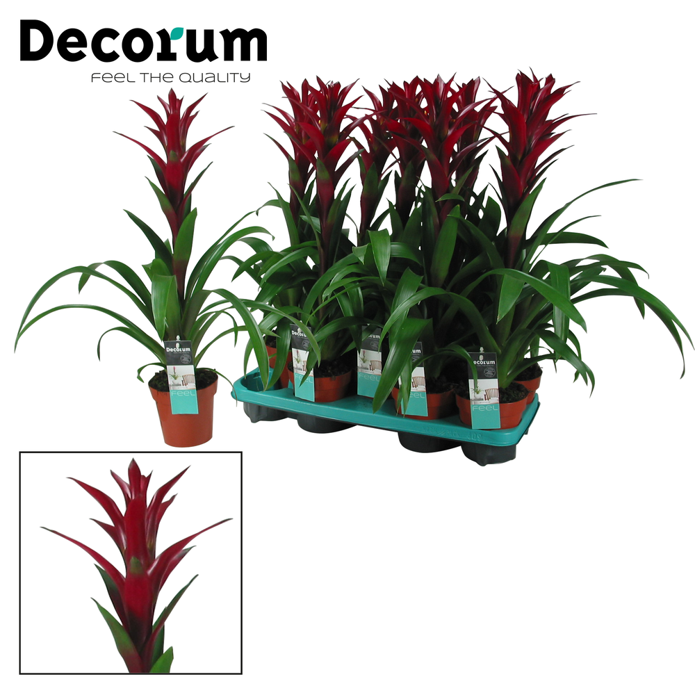 Guzmania Switch (Decorum).