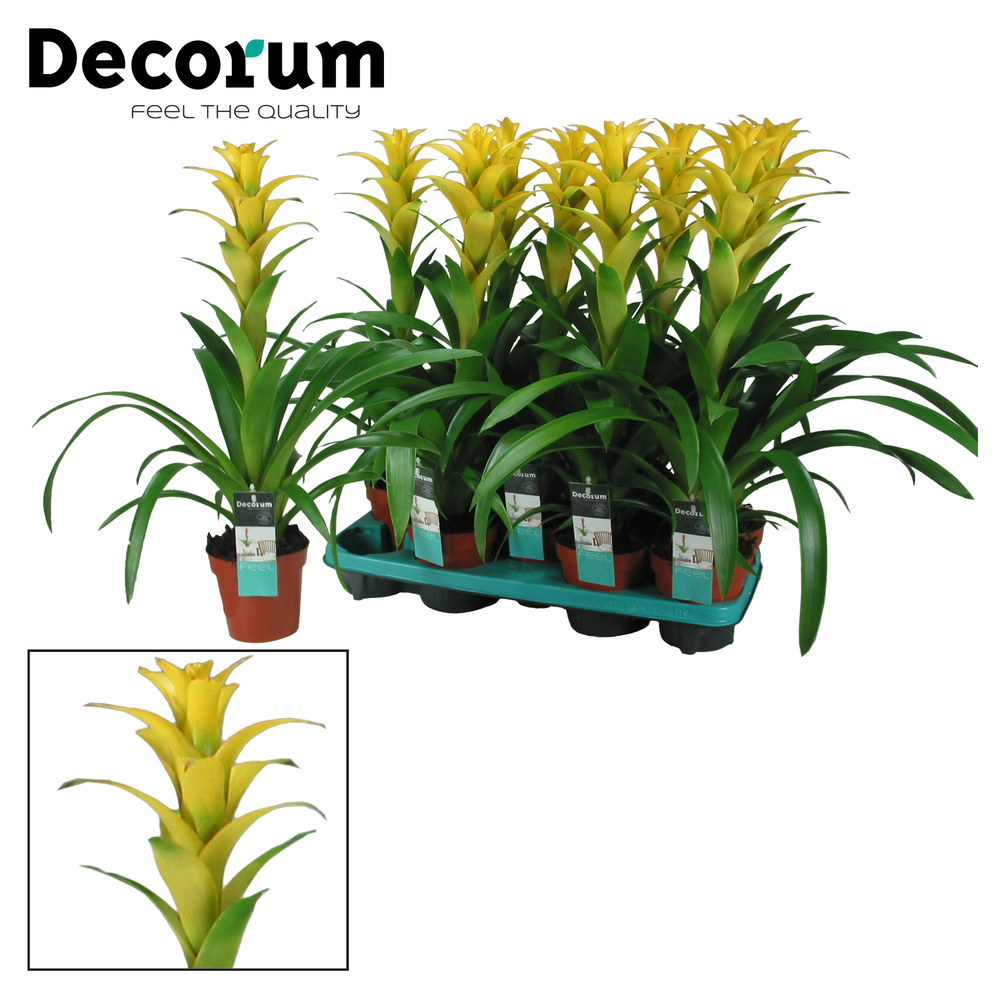 Guzmania Hilda (Decorum).