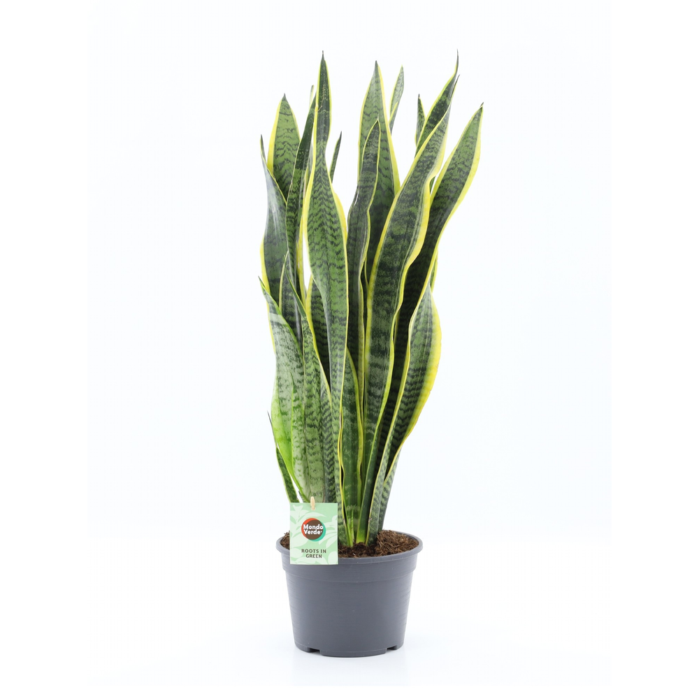 Sansevieria trifasciata Laurentii.