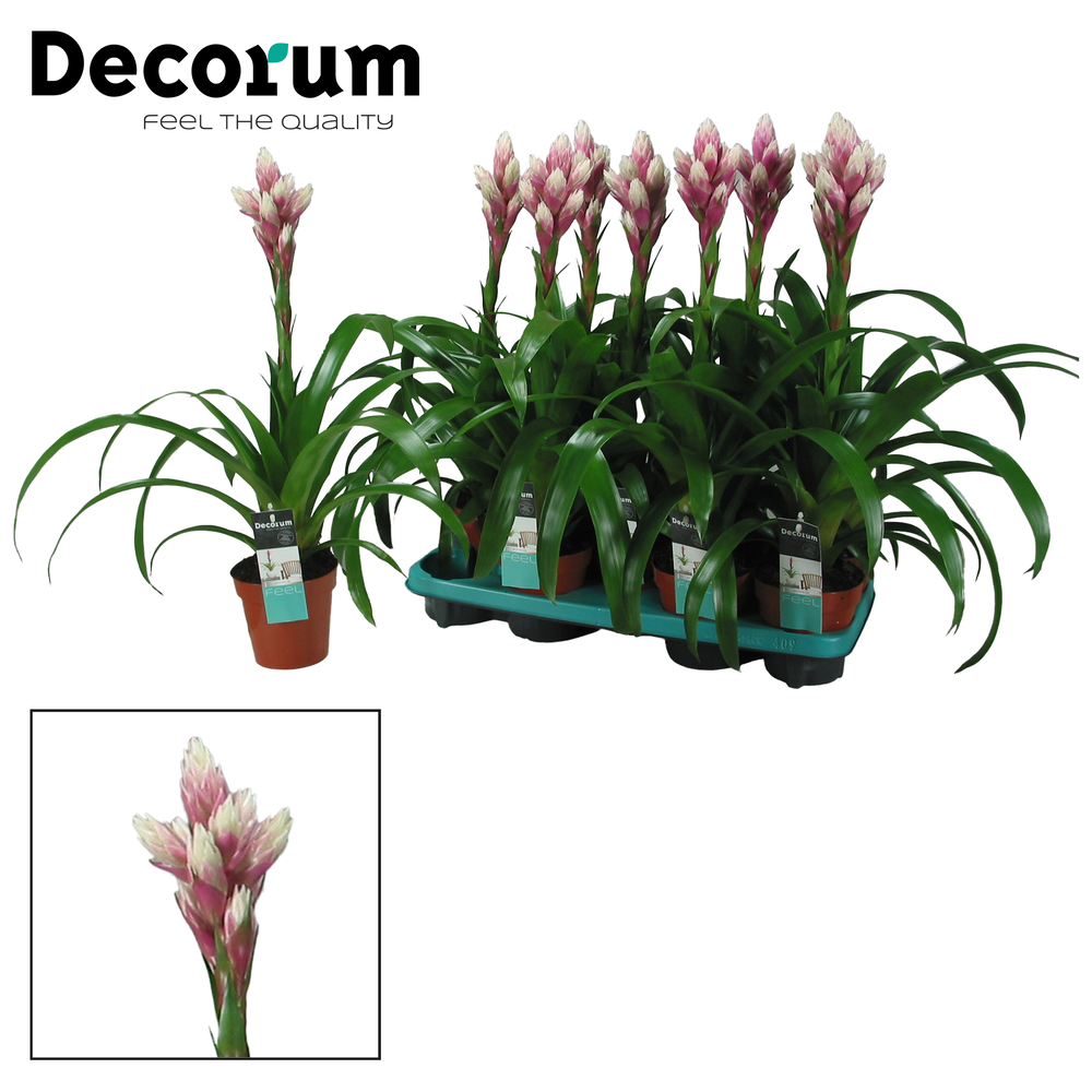Guzmania Candy (Decorum).