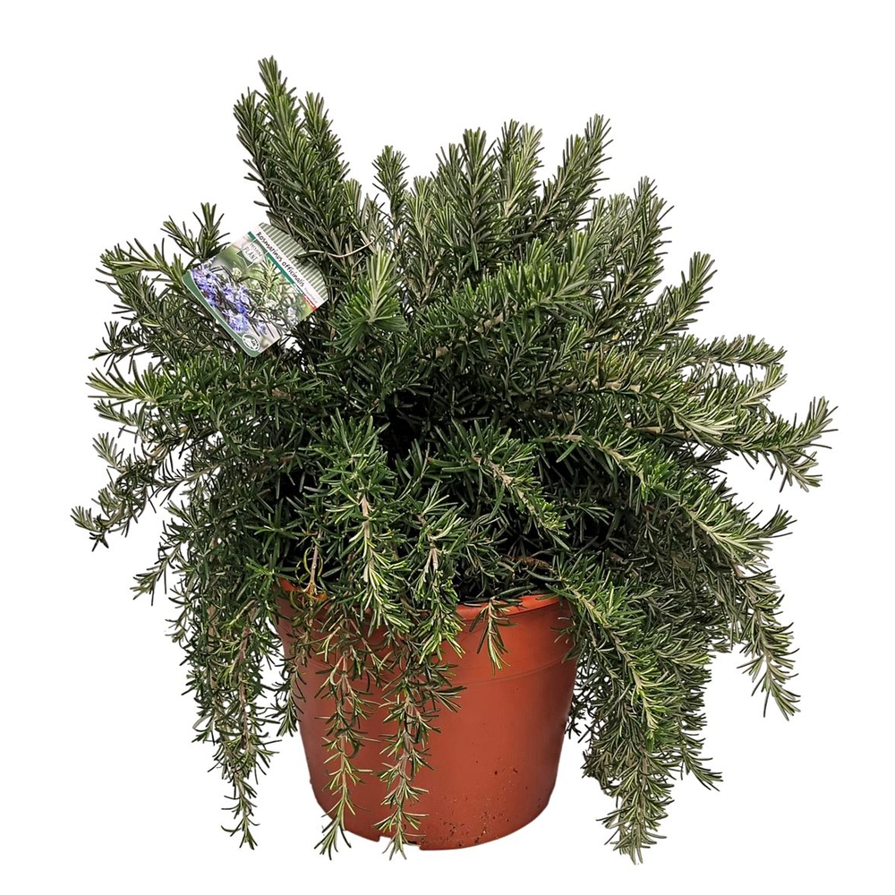 Rosmarinus Prostratus Bush - 1154.