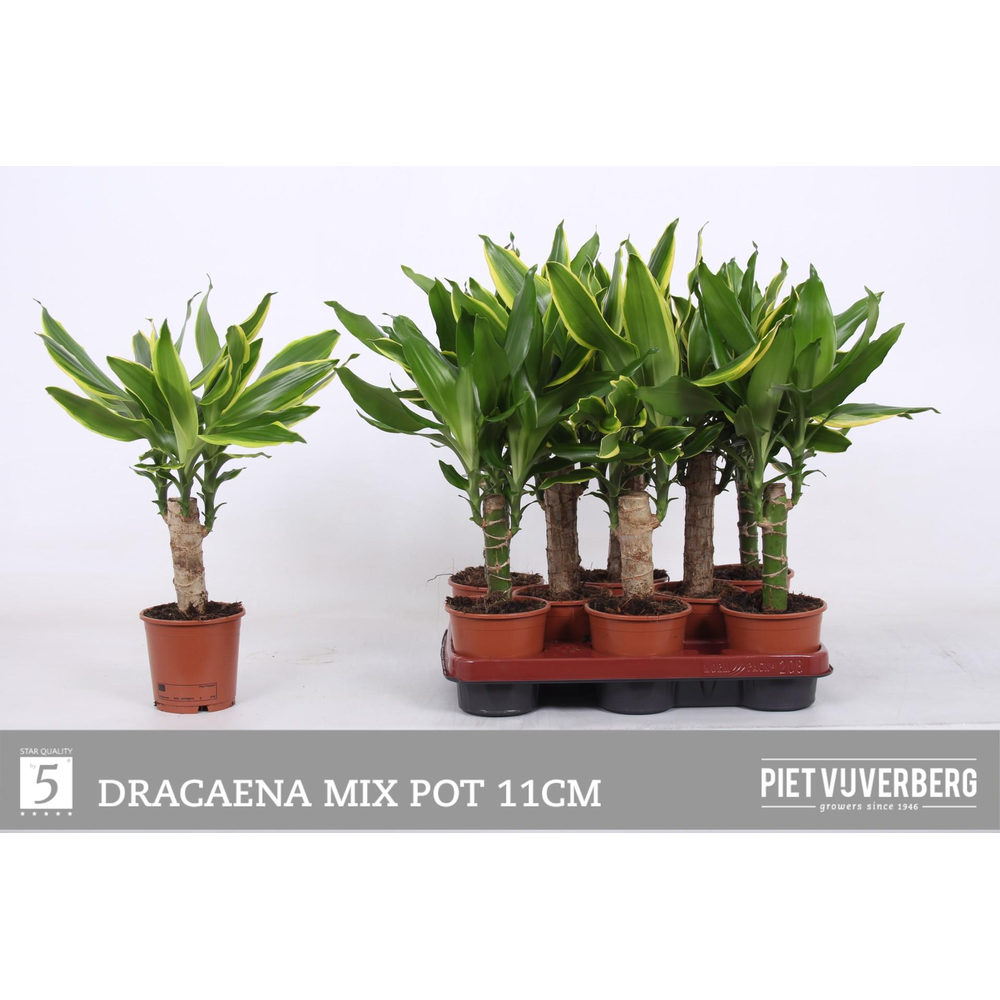 Dracaena 2 color mix, 11 cm pot.