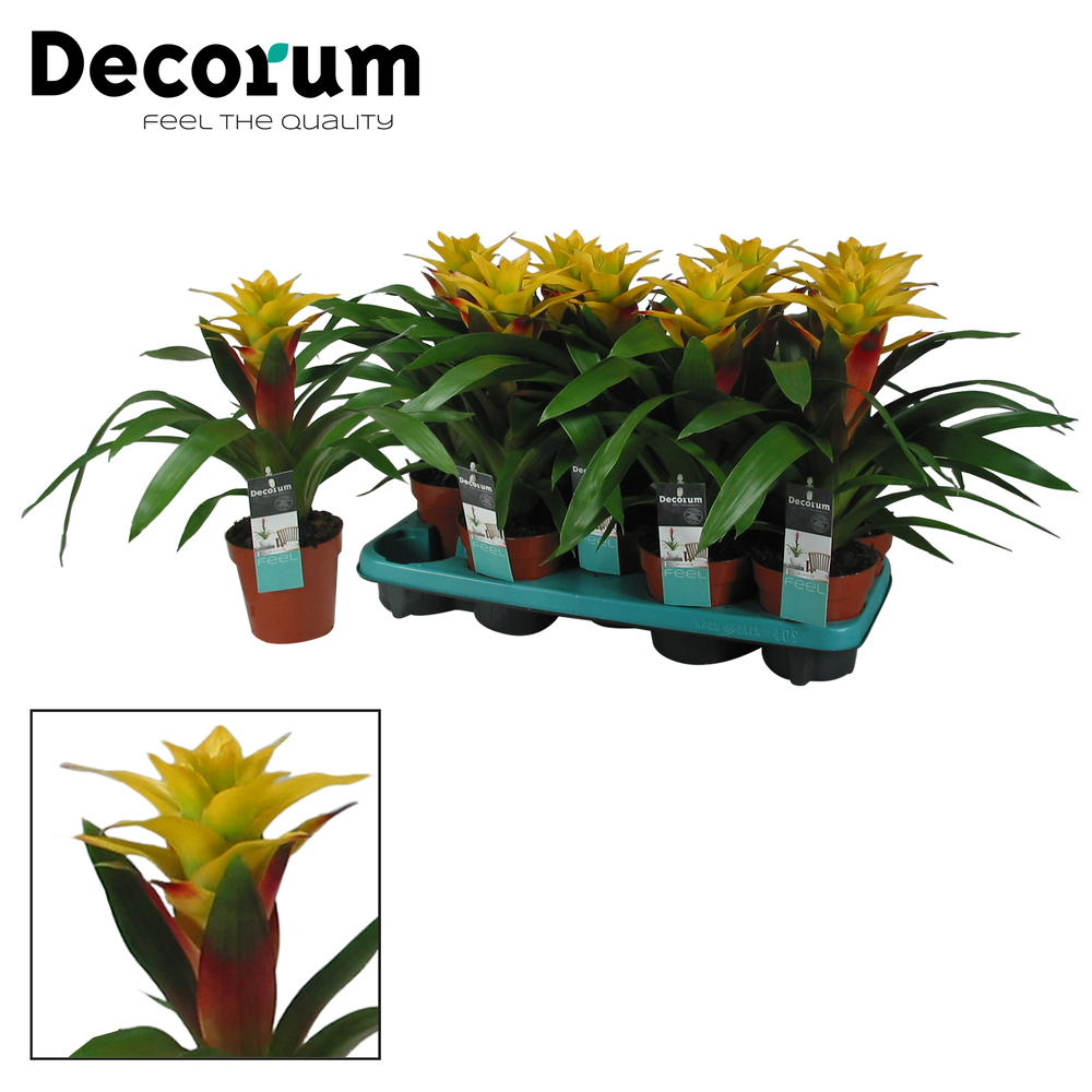 Guzmania Fancy Squarrosa (Decorum).