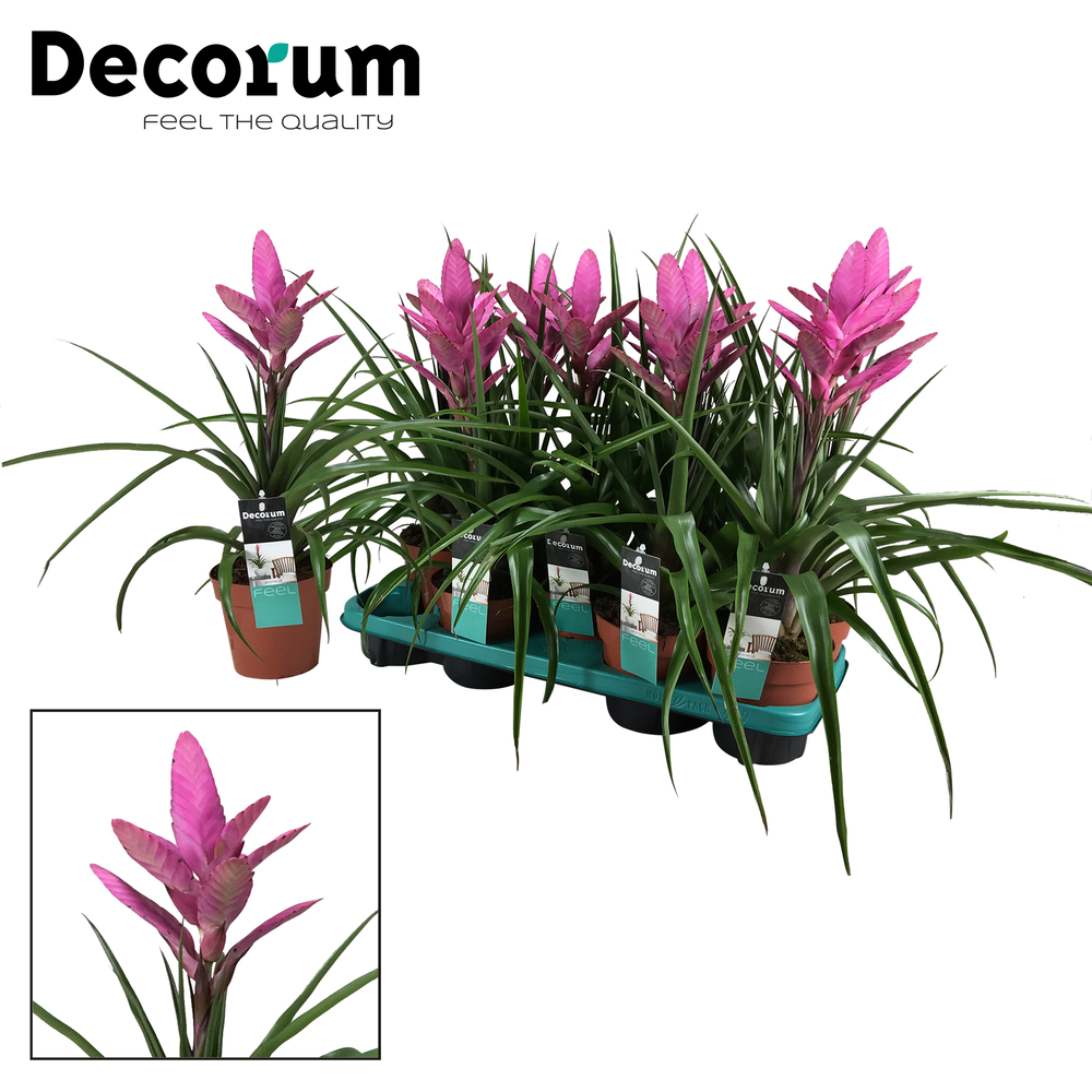 Tillandsia Amira (Decorum).