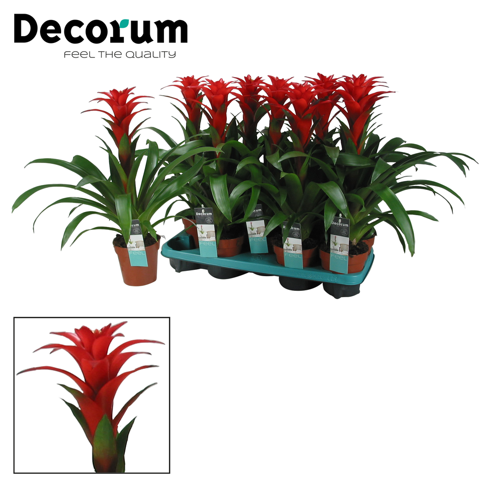 Guzmania Calypso (Decorum).
