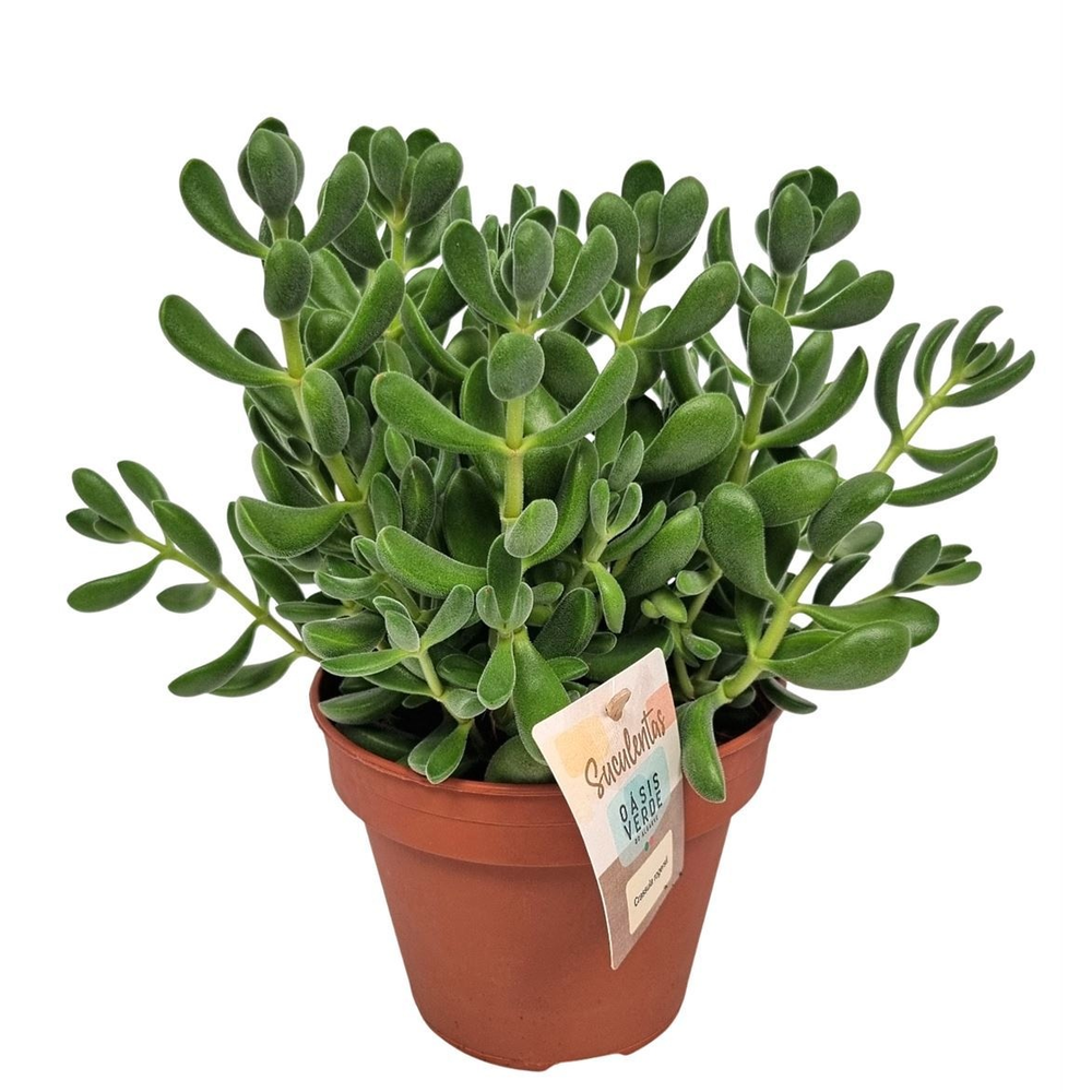 Crassula Rogersii - 1154.
