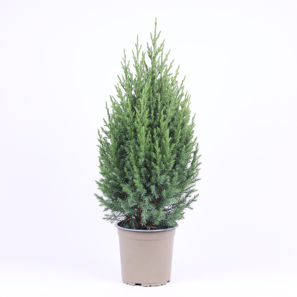 Juniperus chinensis 'Stricta'.
