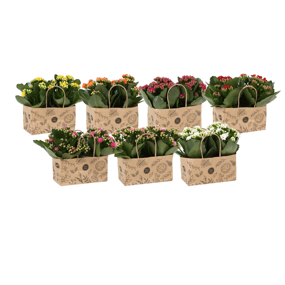Kp-825.3 - Kalanchoe Rosalina 7cm in duo kraft tas.