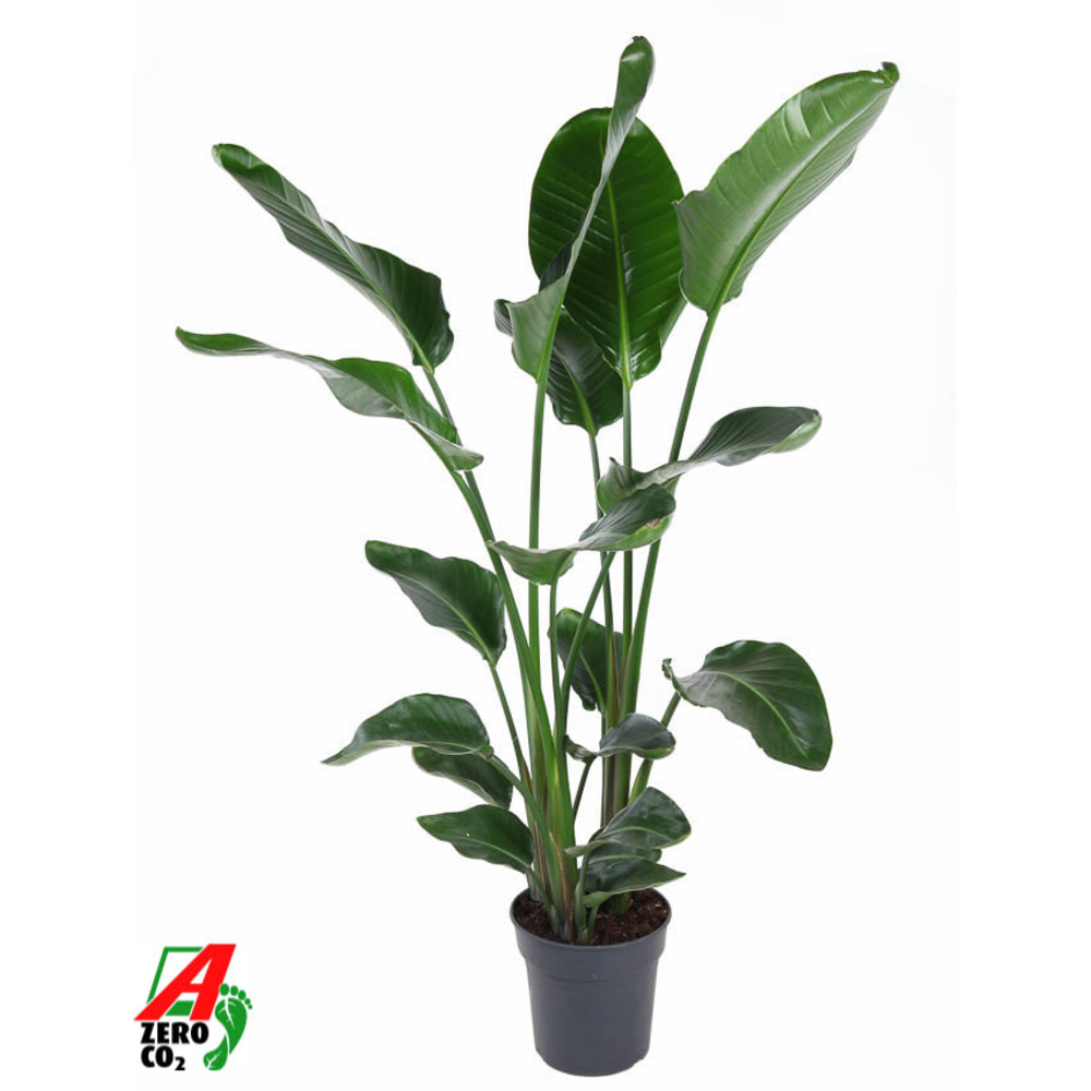 Strelitzia Nicolai P24(zonder bloem).