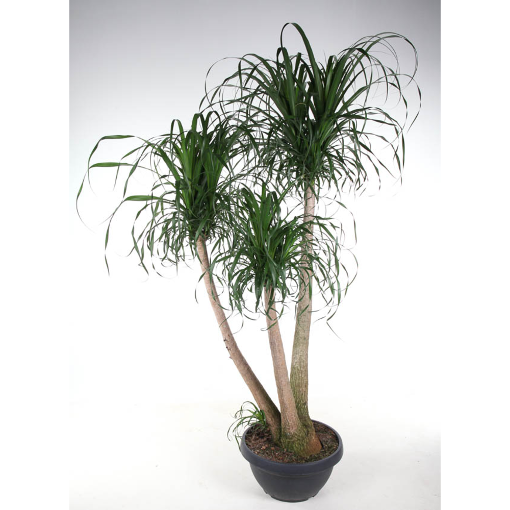Beaucarnea vertakt P55 - 5ft.