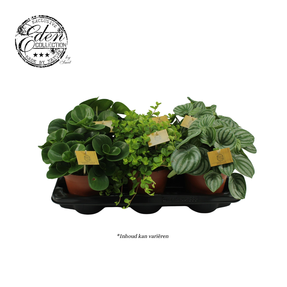 Peperomia gemengd 15cm.
