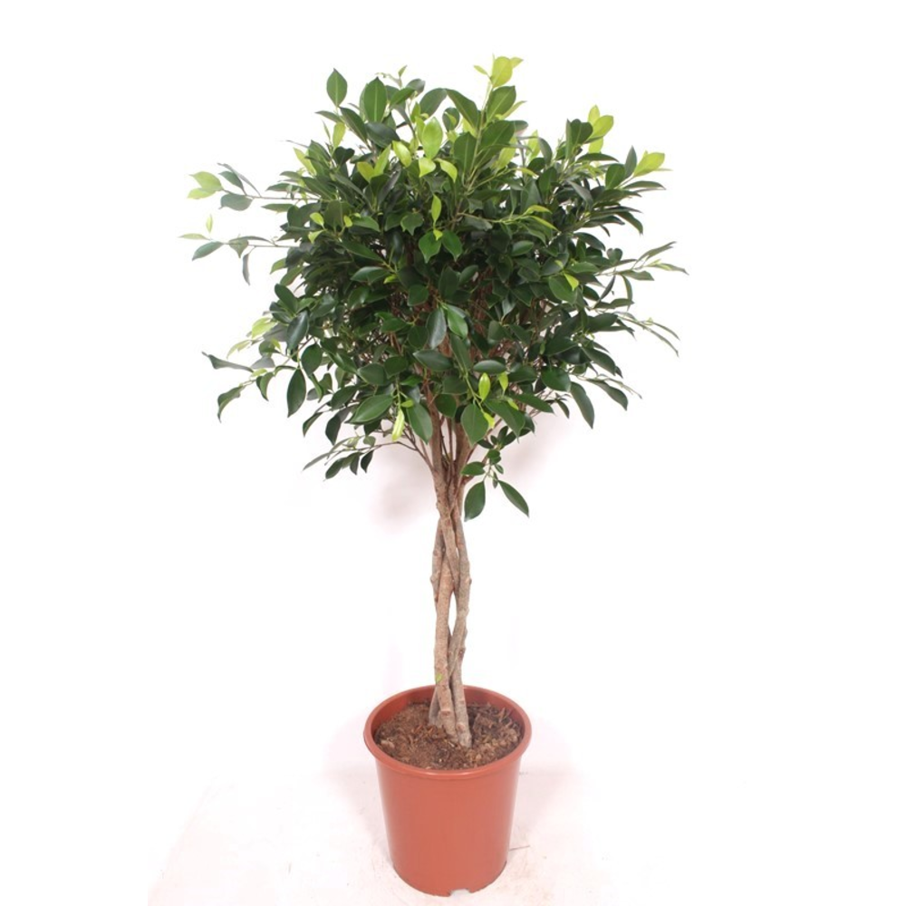 Ficus Nitida.