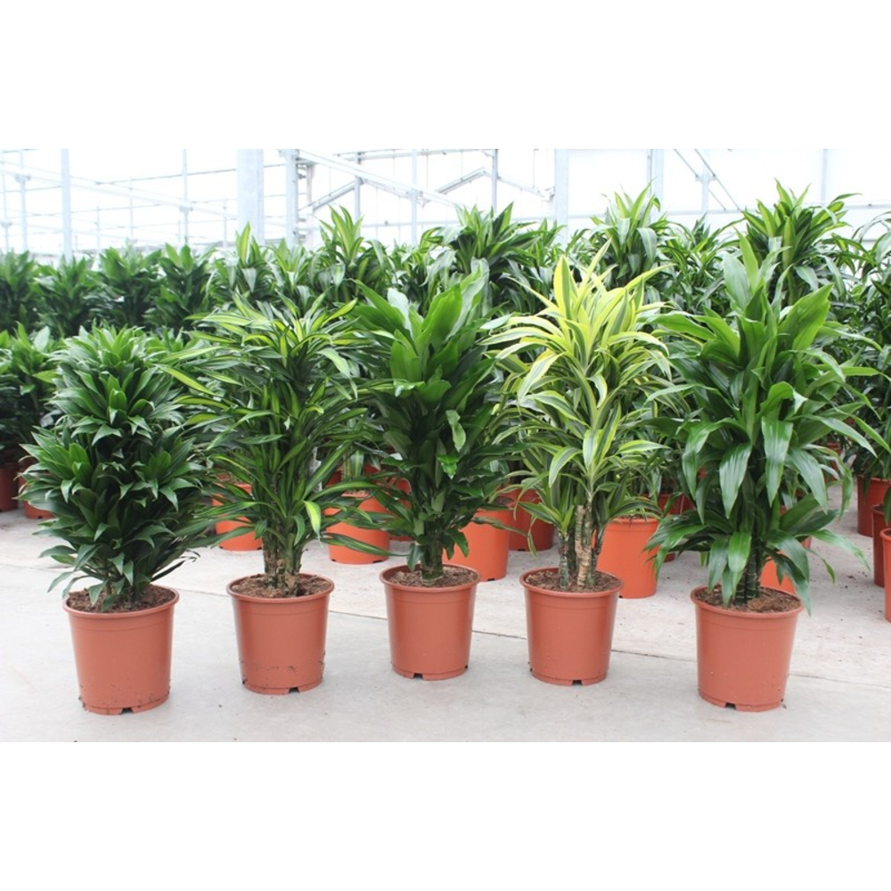 Dracaena fragrans Mixkar 24.