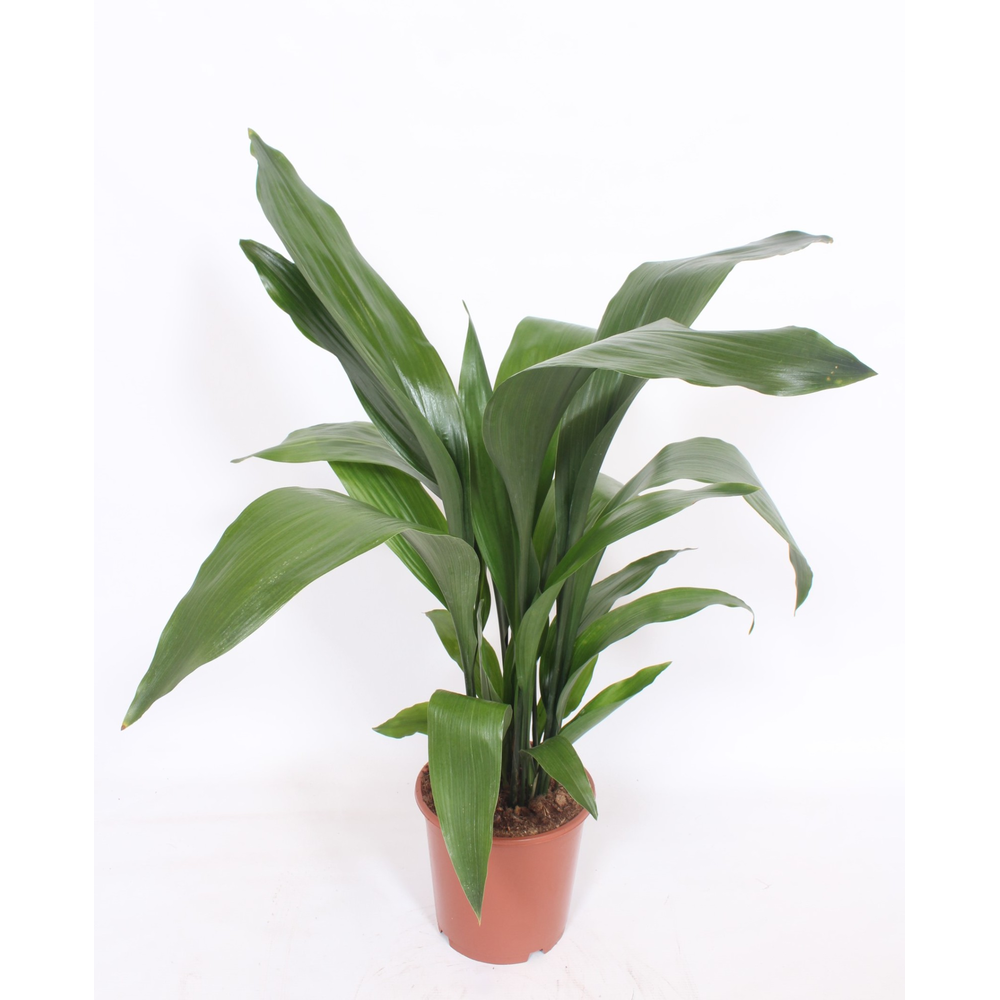Aspidistra elatior.