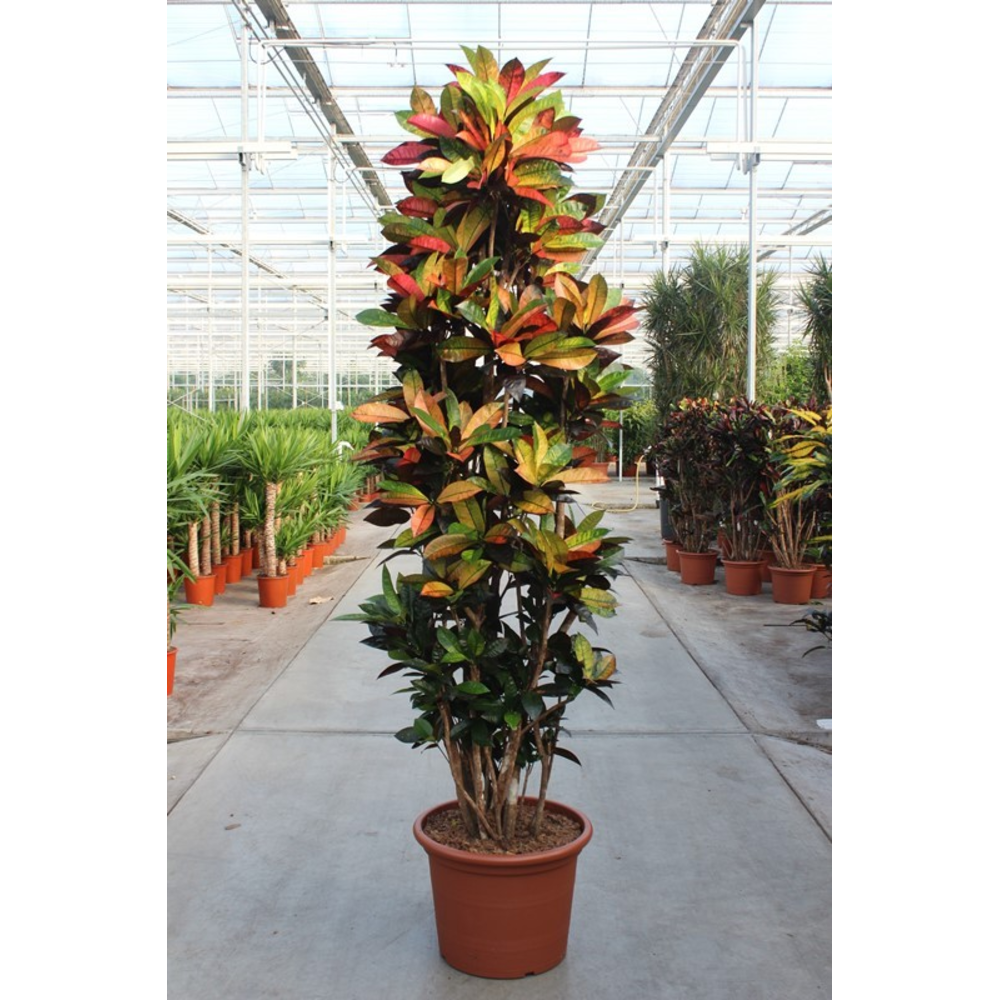Codiaeum Iceton (Croton Iceton).