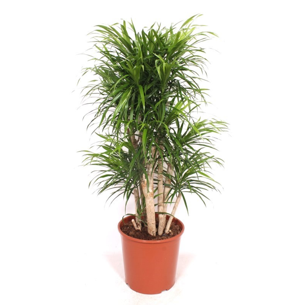Dracaena Anita.