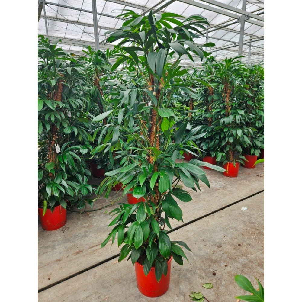 Philodendron Dragon Tail.