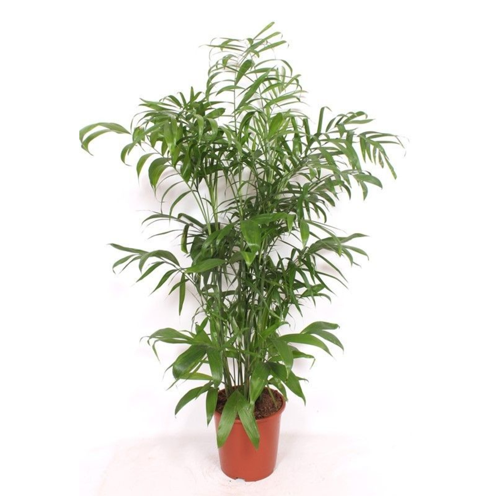 Chamaedorea Seifrizii.