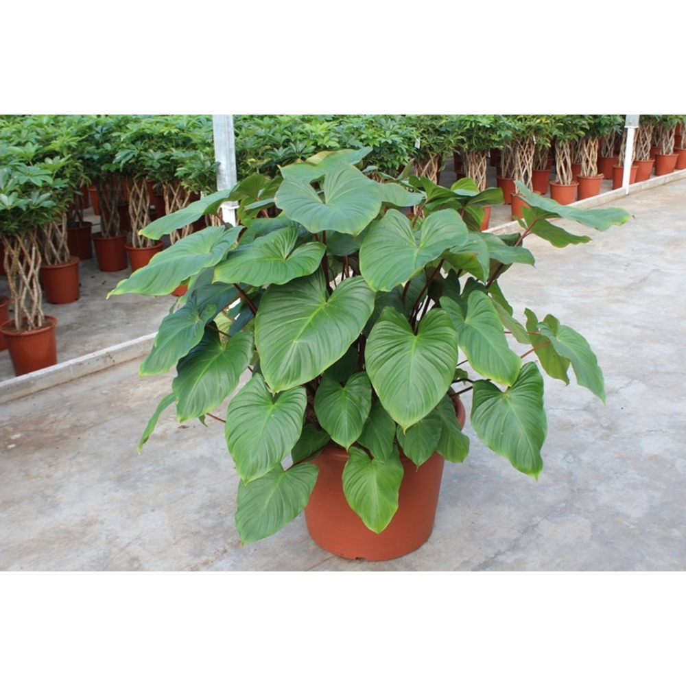 Homalomena rubescens Maggy.