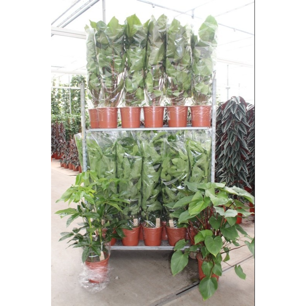 Mixkar Schefflera Amate & Homalomena.