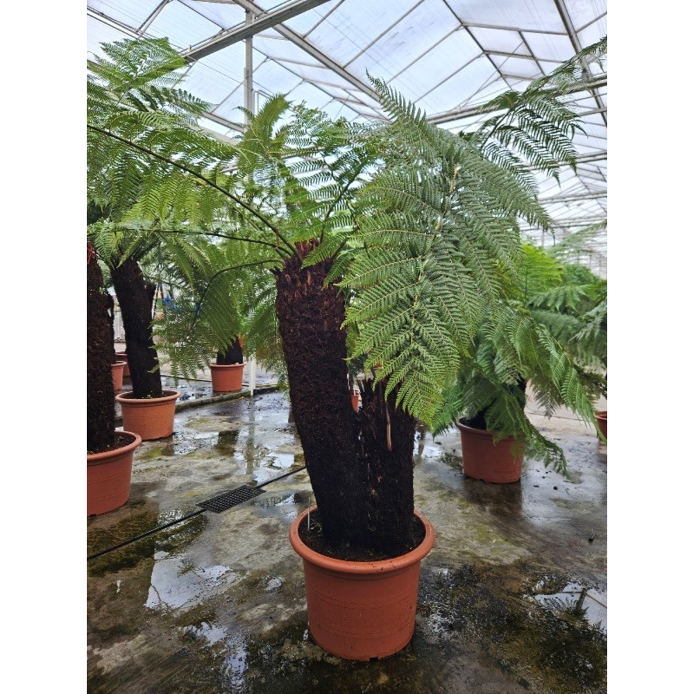 Dicksonia antarctica.