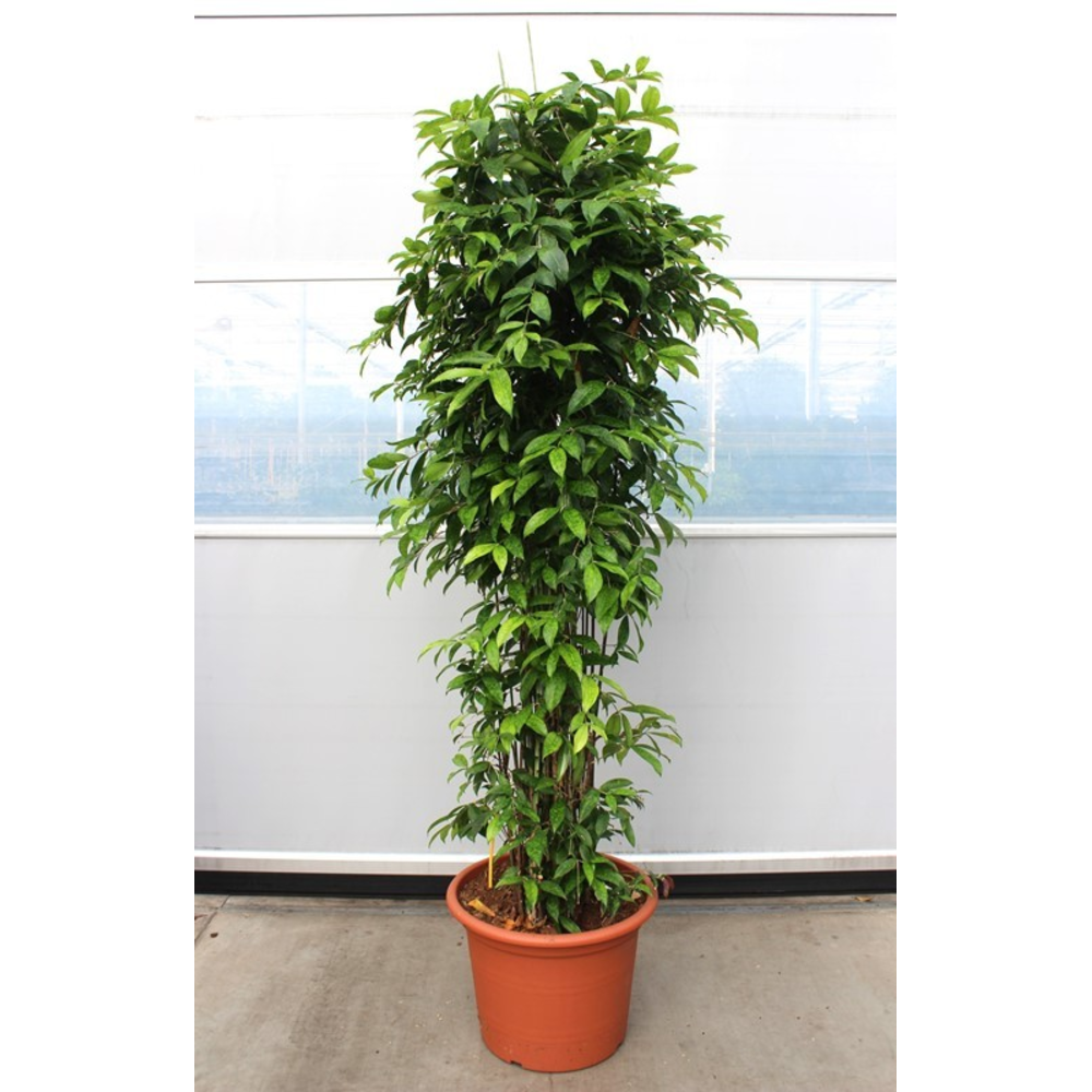 Dracaena Surculosa.