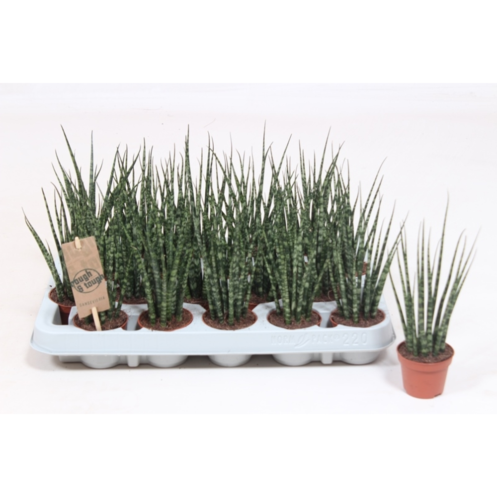 Sansevieria 'Fernwood' Mikado IT.