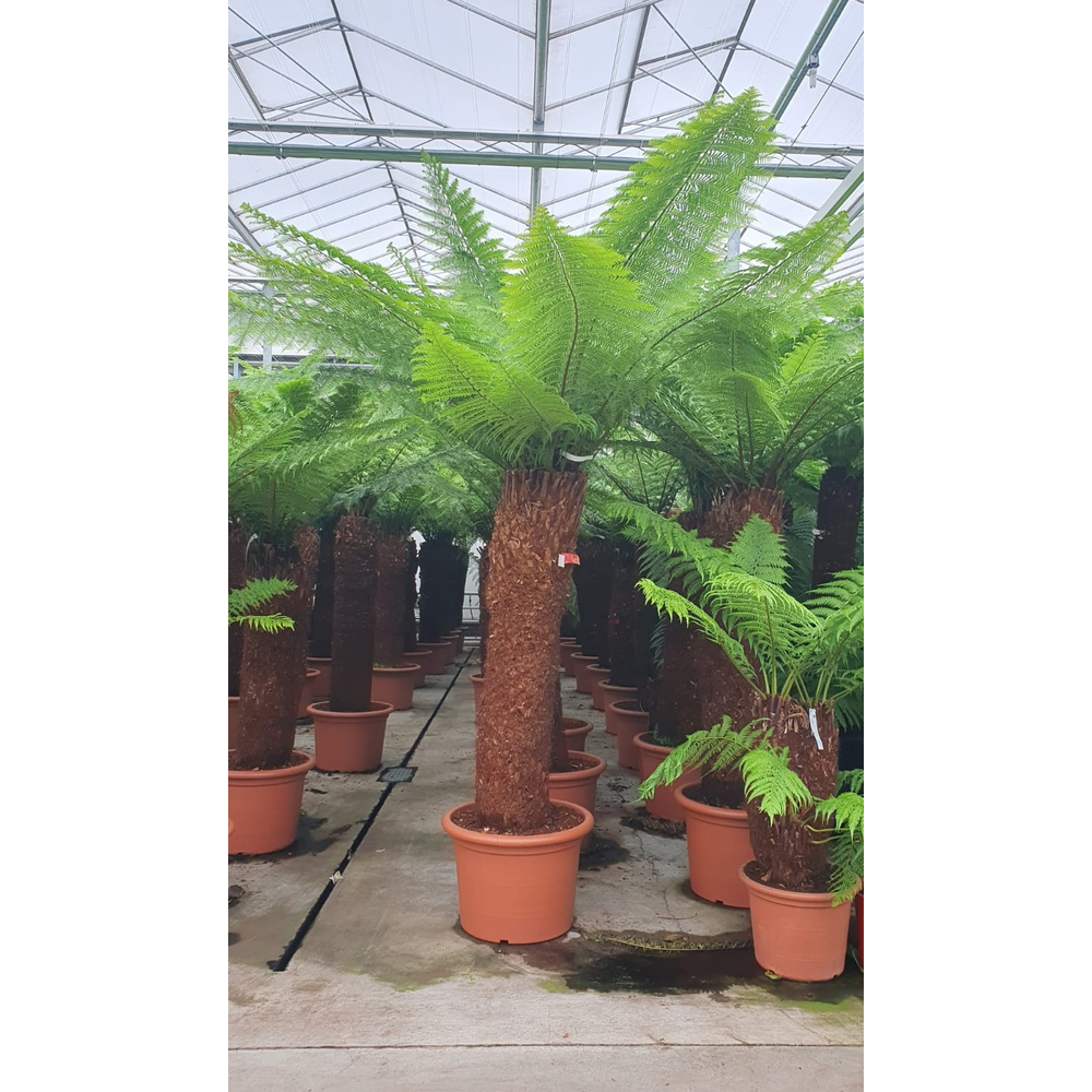 Dicksonia antarctica.