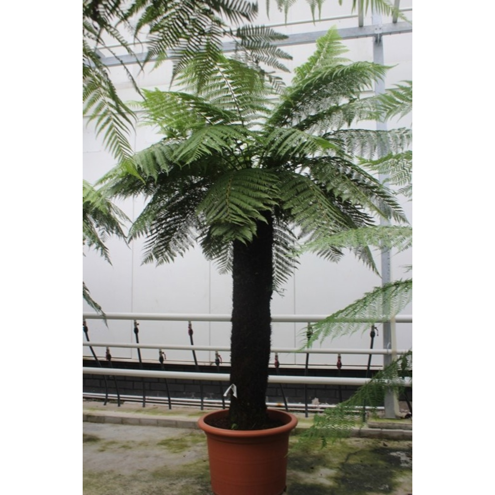 Dicksonia antarctica.