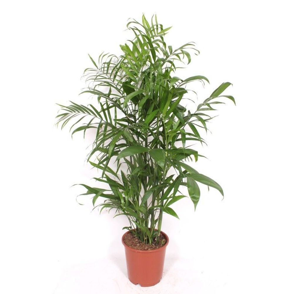 Chamaedorea Seifrizii.