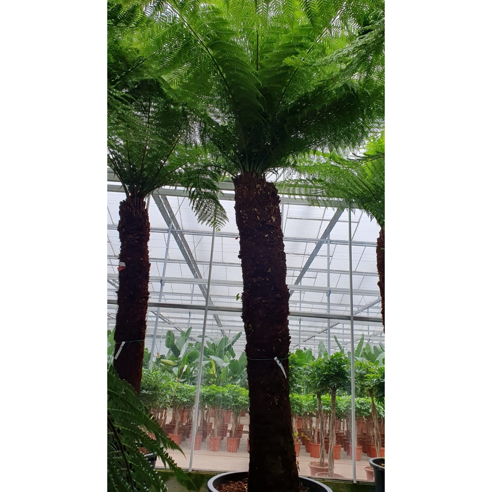 Dicksonia antarctica.