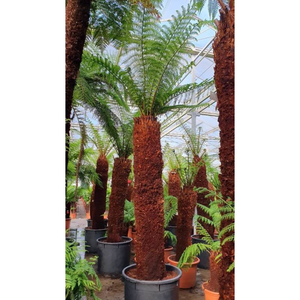 Dicksonia antarctica.