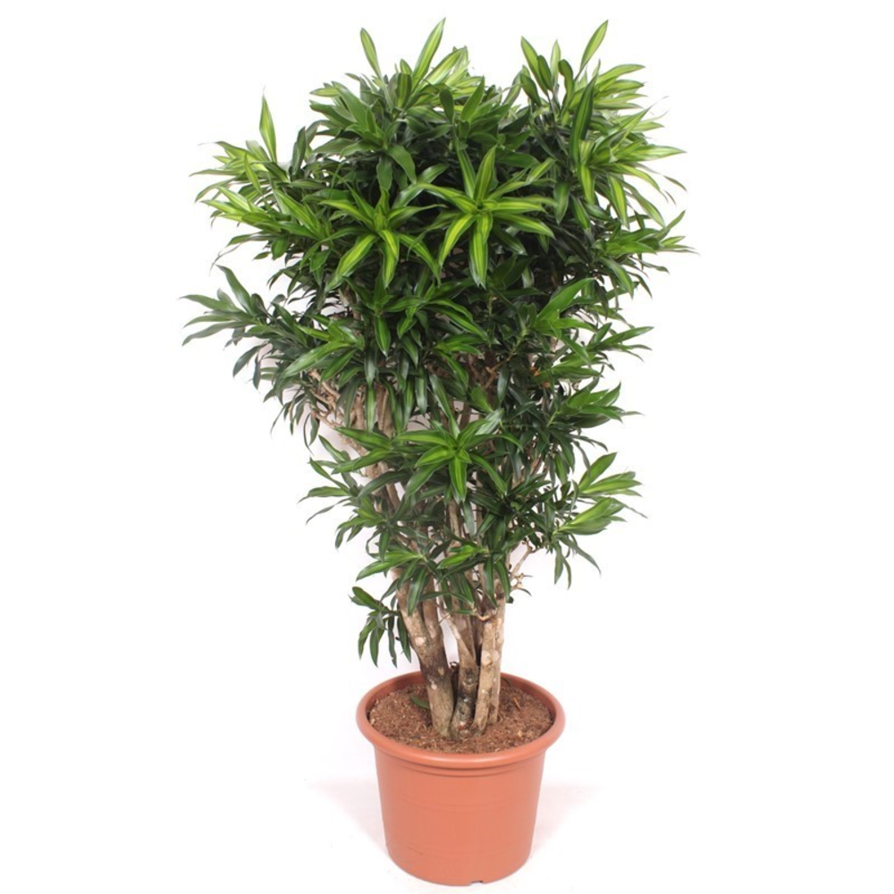 Dracaena Song of Jamaica.