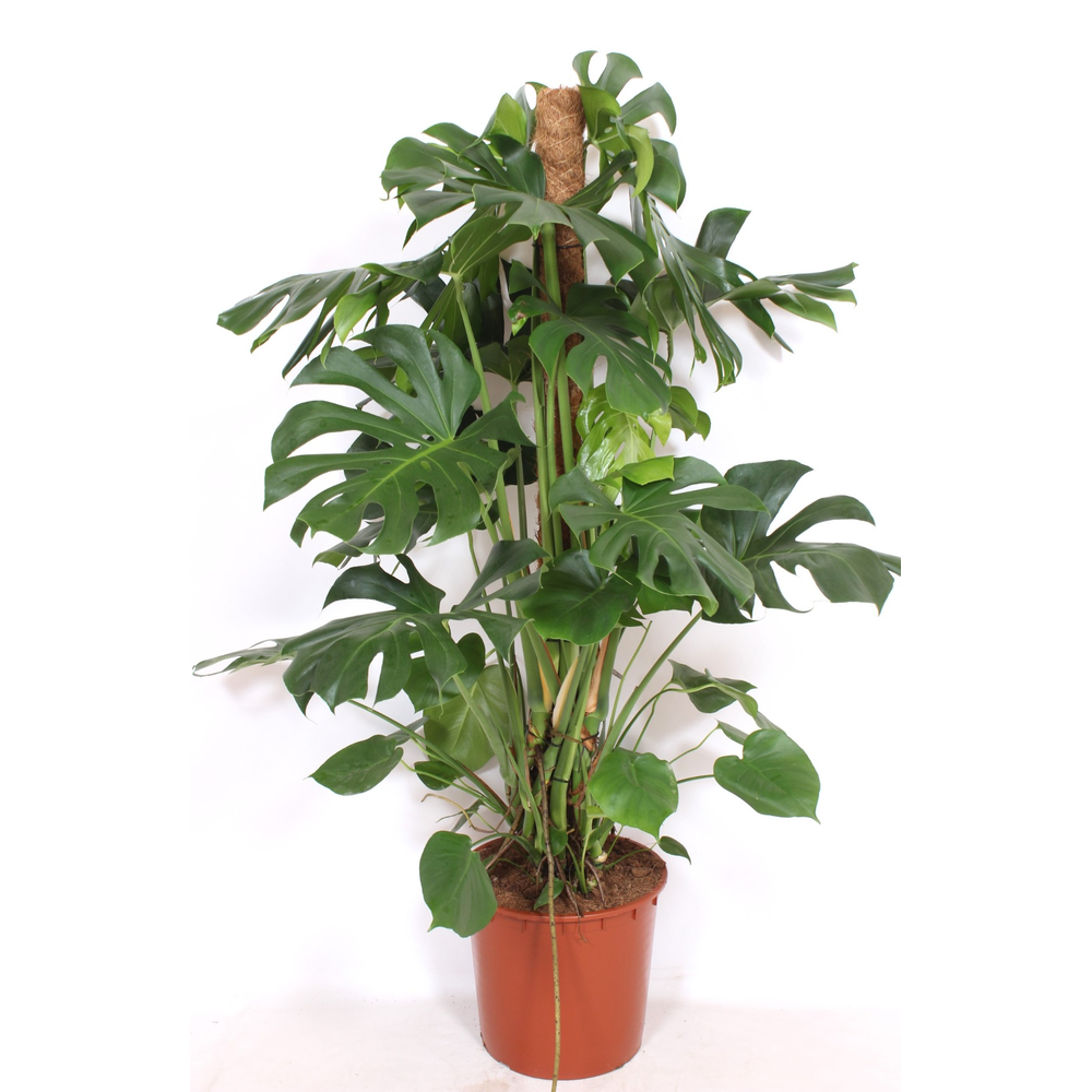 Monstera deliciosa.