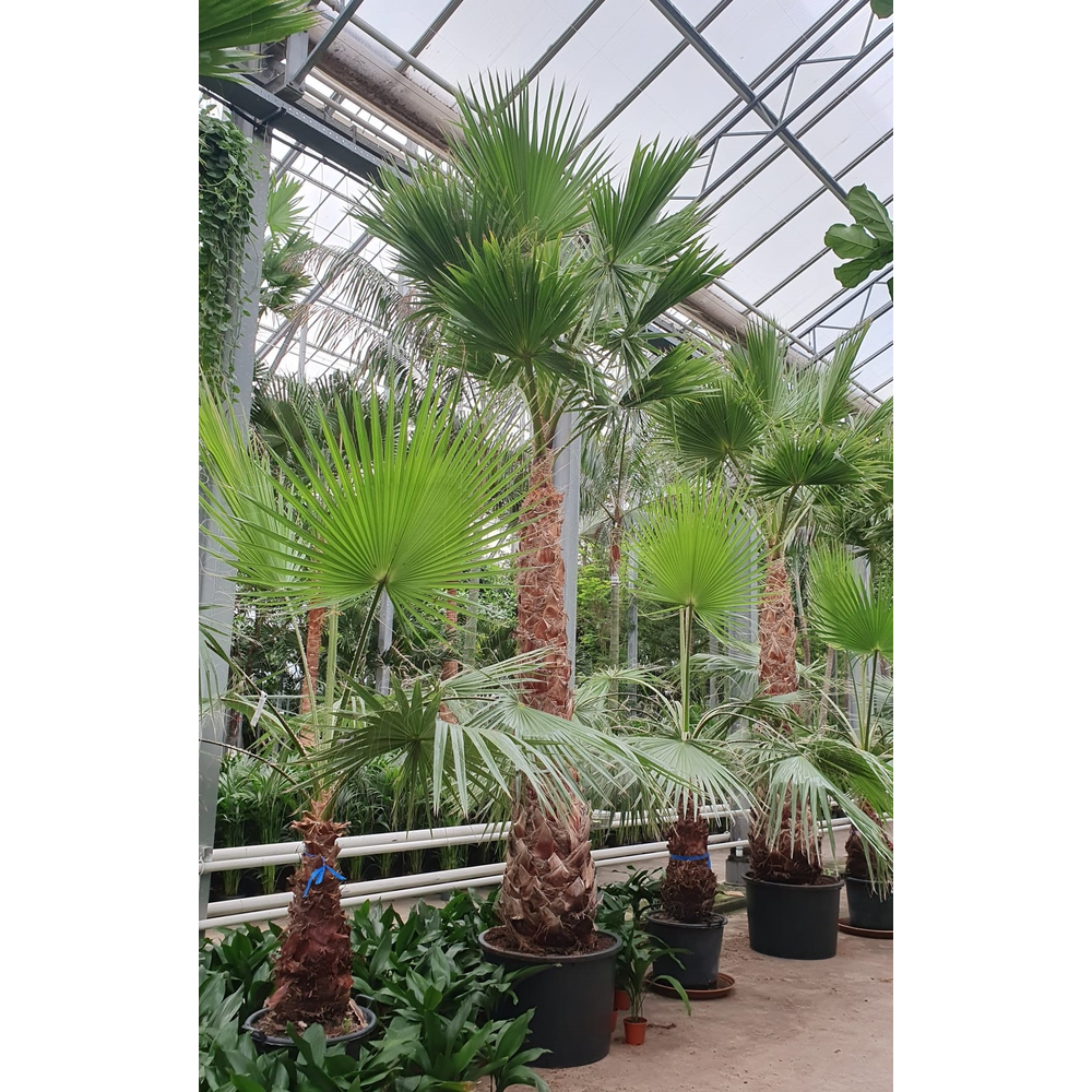 Washingtonia robusta.