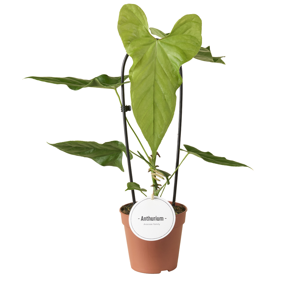 Anthurium Balaoanum.