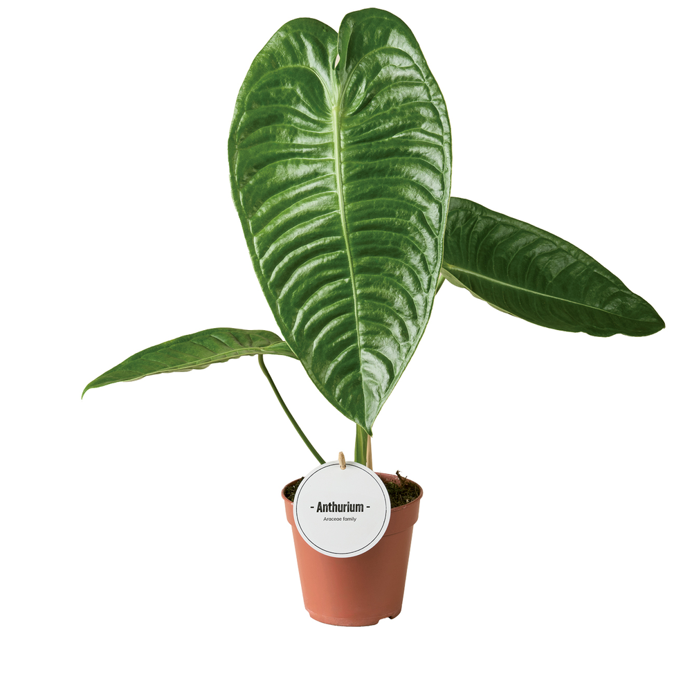 Anthurium Veitchii.