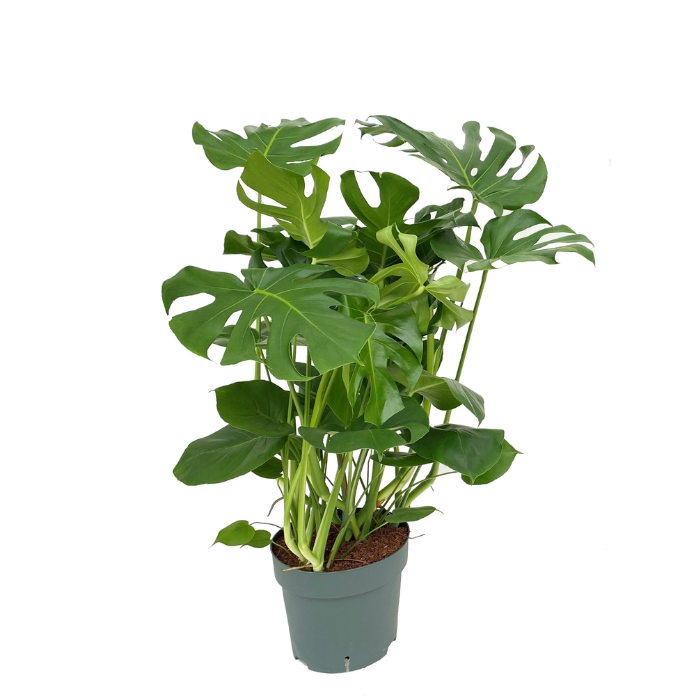 Monster Deliciosa.