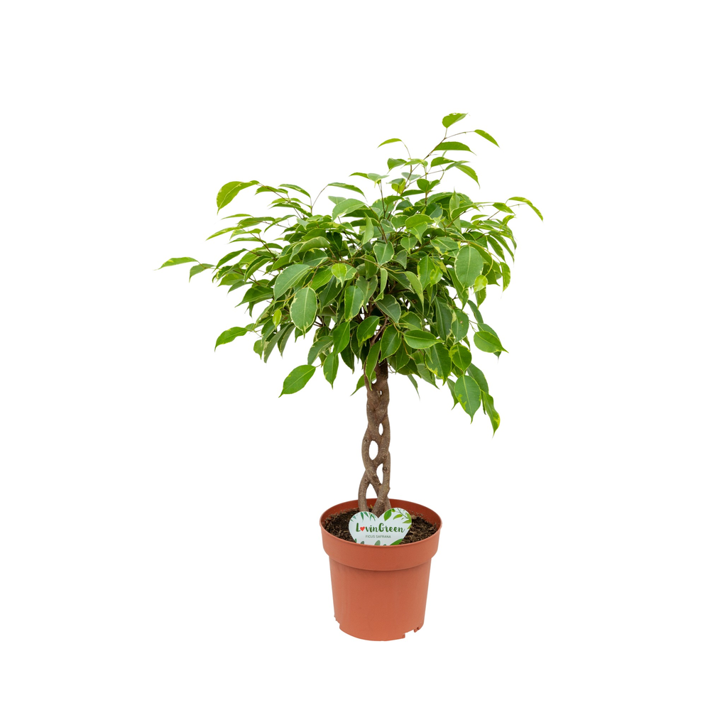 Ficus Safrana.