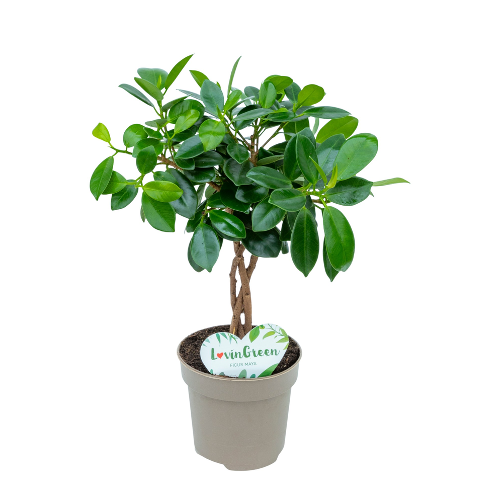 Ficus Maya.