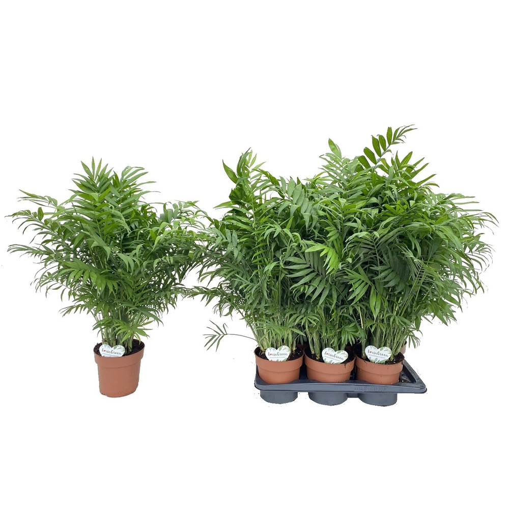 Chamaedorea Elegans.