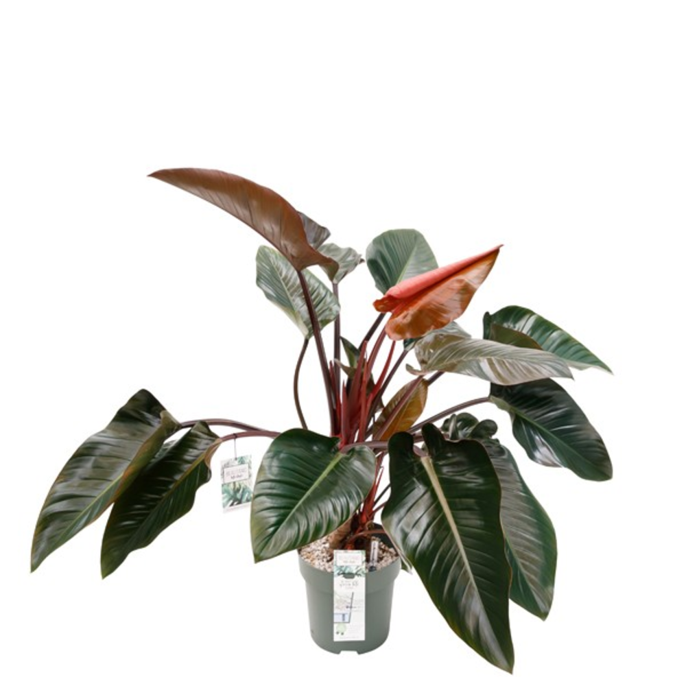 Philodendron Red Beauty.