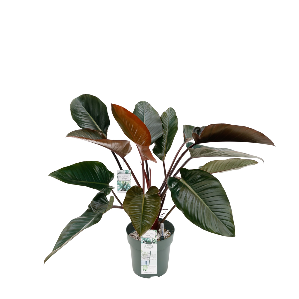 Philodendron Red Beauty.