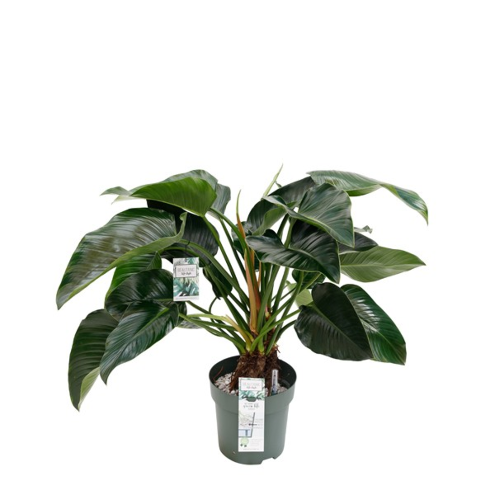 Philodendron Green Beauty.