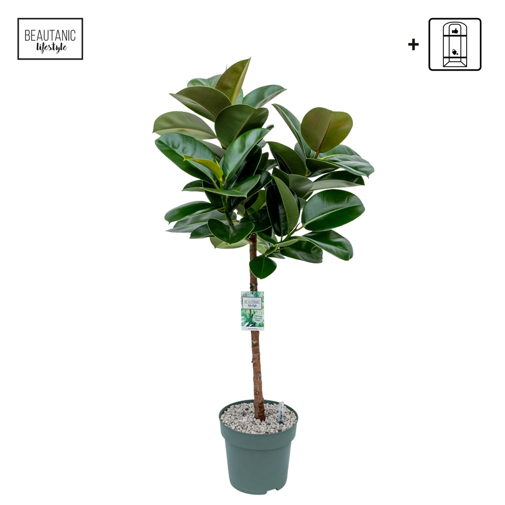 Ficus Makana.