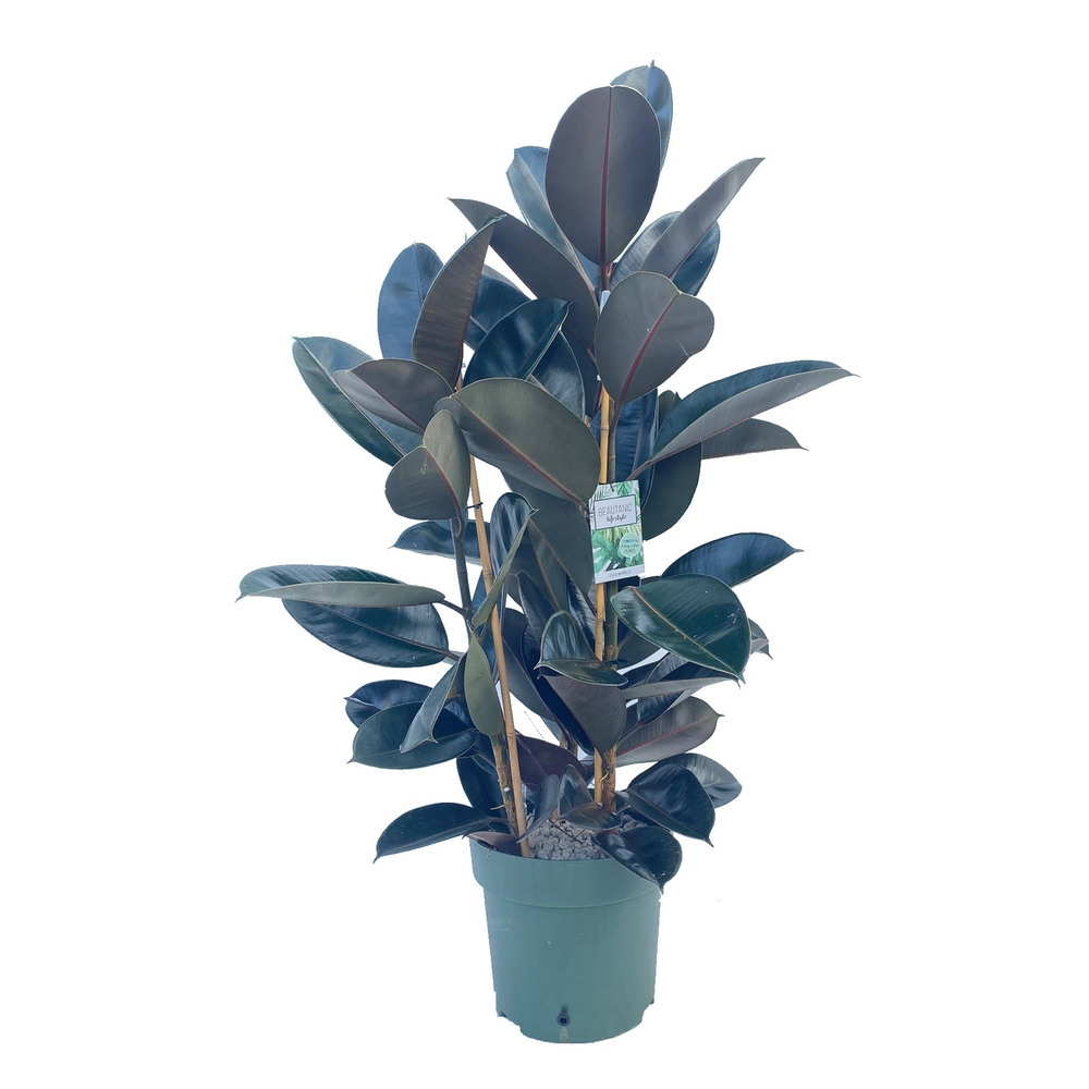 Ficus Mandela Touffe.