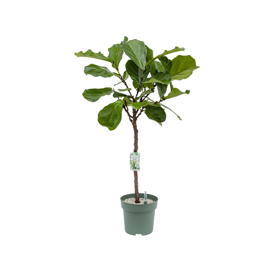 Ficus Lyrata.