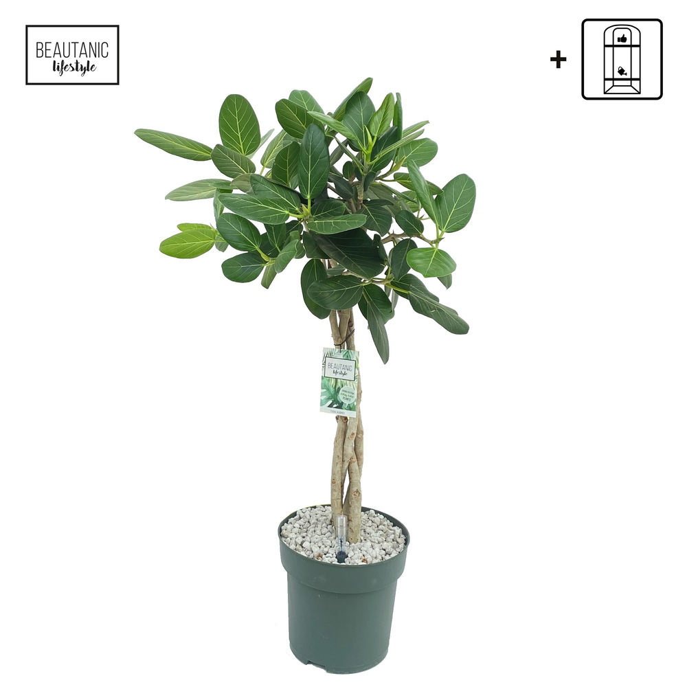 Ficus Altissima.